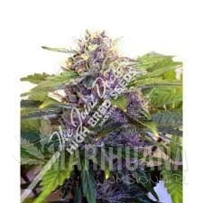 Purple Ryder - JOINT DOCTOR'S