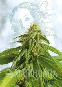 Afrodite - KANNABIA SEED