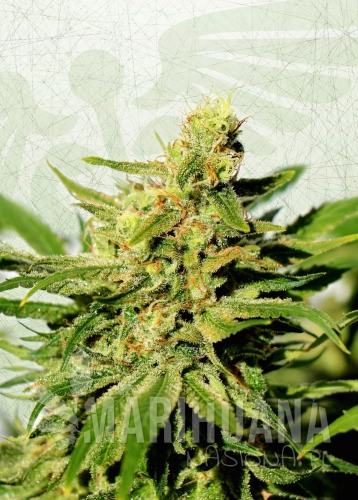 Poster-BCN-Diesel-CBD.jpg