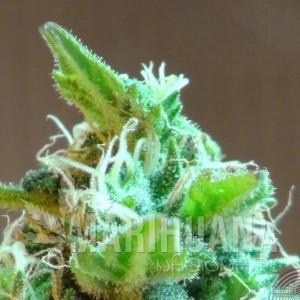 Domina Haze - KANNABIA SEED