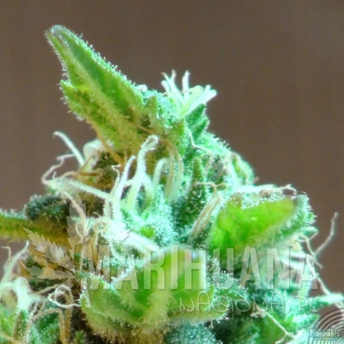 KANNABIA SEED - Domina Haze