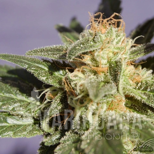 KANNABIA SEED - Dr. Jekill