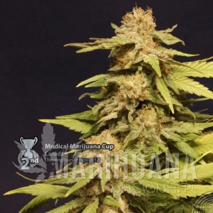 Kannabia Especial - KANNABIA SEED