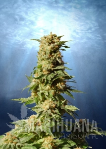 La Blanca - KANNABIA SEED