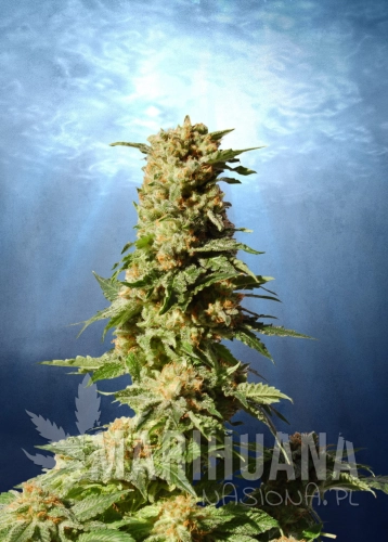Poster-La-Blanca.jpg