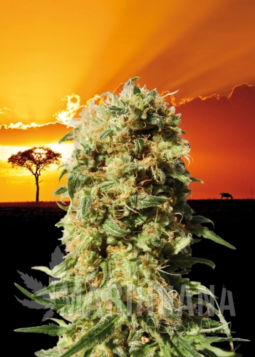 Poster-La-Reina-de-Africa.jpg
