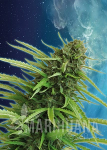 Mataro Blue - KANNABIA SEED