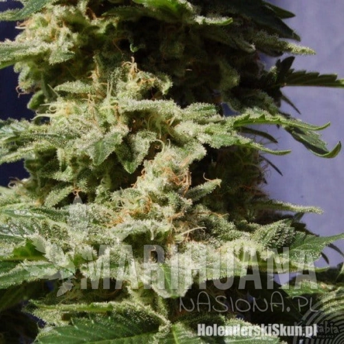 KANNABIA SEED - Original Berry