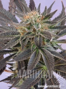 Pato #1 - KANNABIA SEED