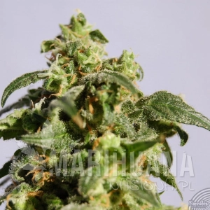 Power Skunk - KANNABIA SEED