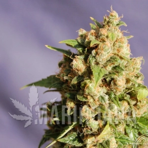 Queso - KANNABIA SEED