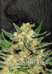 Thai Fantasy - KANNABIA SEED