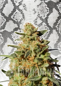 White Domina - KANNABIA SEED