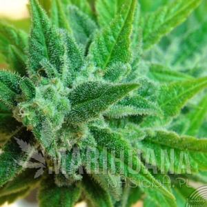 Afrodite Auto - KANNABIA SEED