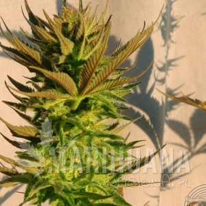 B. Lee Auto - KANNABIA SEED