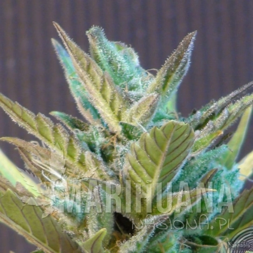 KANNABIA SEED - BCN Diesel Auto