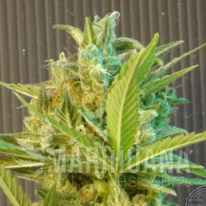 Big Band Auto - KANNABIA SEED