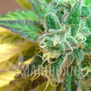 Flash Auto - KANNABIA SEED