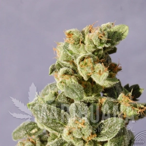 Gnomo Auto - KANNABIA SEED