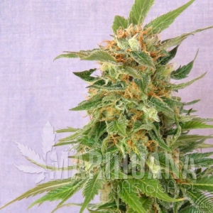 Hobbit Auto - KANNABIA SEED