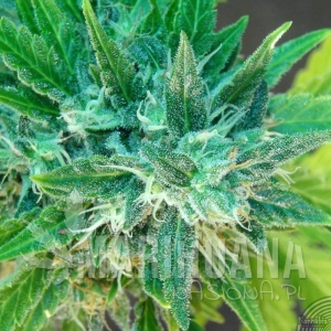 Kannabia Special Auto - KANNABIA SEED