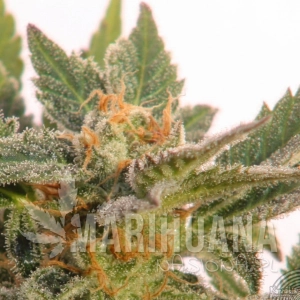 Kritic Auto - KANNABIA SEED