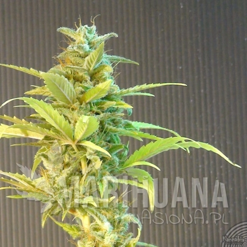 KANNABIA SEED - La Blanca Auto