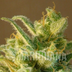 Mataro Blue Auto - KANNABIA SEED