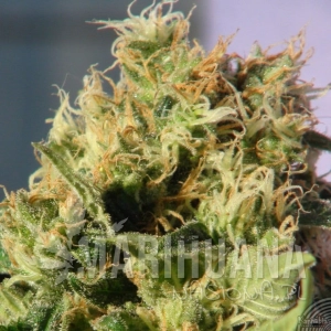 Mikromachine Auto - KANNABIA SEED