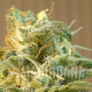 Power Skunk Auto - KANNABIA SEED