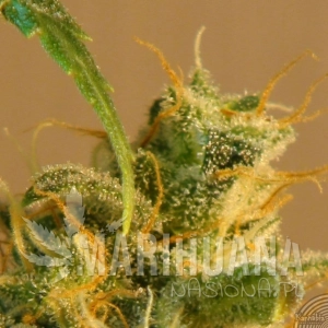 Smile Auto - KANNABIA SEED