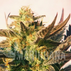 Speedy Gonzales Auto - KANNABIA SEED