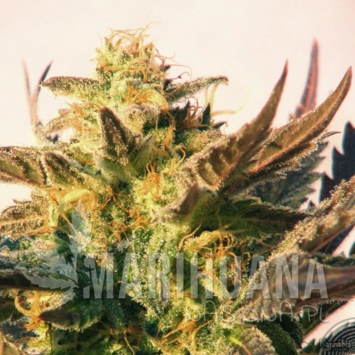 KANNABIA SEED - Speedy Gonzales Auto