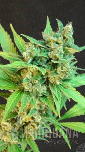 Thai Fantasy Auto - KANNABIA SEED