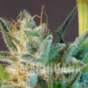 White Domina Auto - KANNABIA SEED