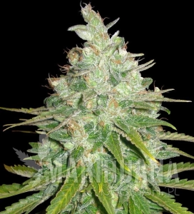 Afghan Kush X Black Domina - WORLD OF SEEDS