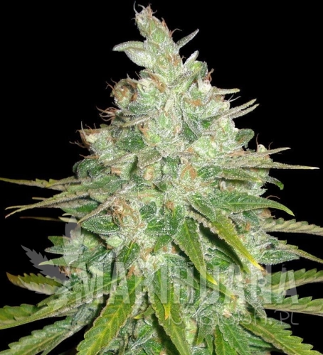 WORLD OF SEEDS - Afghan Kush X Black Domina