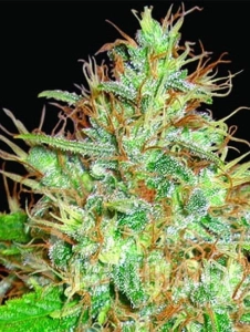 Afghan Kush X Skunk - WORLD OF SEEDS