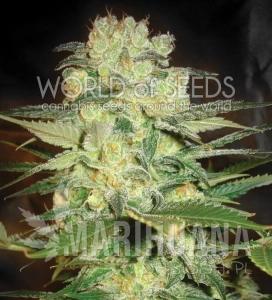 Afghan Kush X White Widow - WORLD OF SEEDS