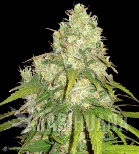 Afghan Kush X Yumbolt - WORLD OF SEEDS