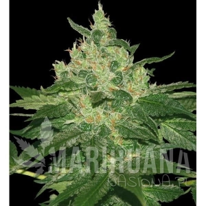 Afghan Kush - WORLD OF SEEDS