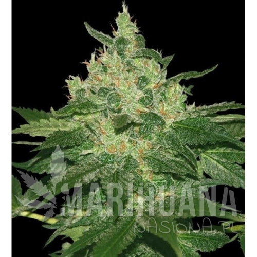 WORLD OF SEEDS - Afghan Kush