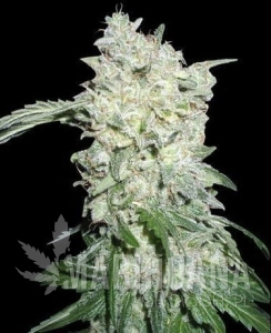 Afghan Kush Special - WORLD OF SEEDS