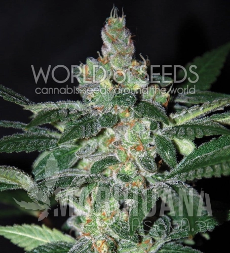 WORLD OF SEEDS - Amnesia