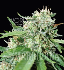 Brazil Amazonia - WORLD OF SEEDS
