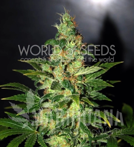 WORLD OF SEEDS - Chronic Haze