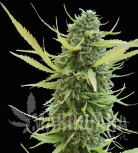 Colombian Gold - WORLD OF SEEDS