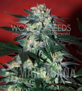 Delirium - WORLD OF SEEDS