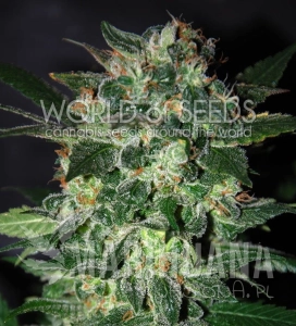 Domina Star - WORLD OF SEEDS
