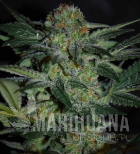 High Tension - WORLD OF SEEDS